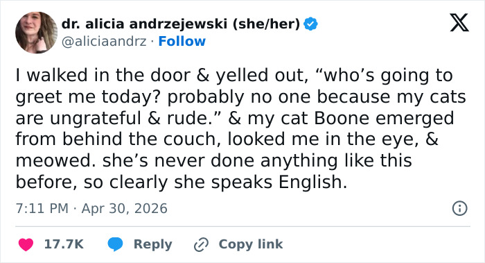 A tweet by Dr. Alicia Andrzejewski about her cat Boone being emotionally manipulative and understanding English. Funny tweets about cats.