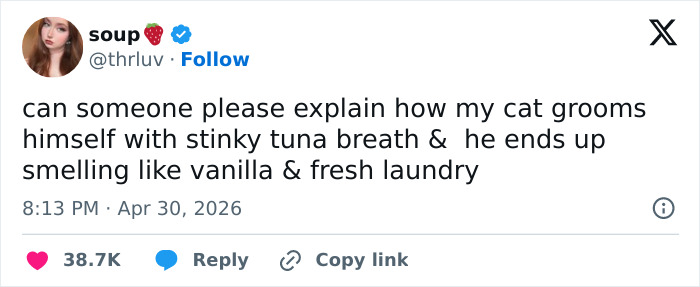 A tweet from user 'soup' asking how cats groom themselves with tuna breath but smell like vanilla, reflecting funny tweets about cats.