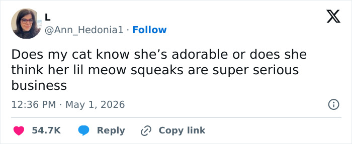 A funny tweet about an adorable cat's "meow squeaks" being serious business, highlighting cats as weird and emotionally manipulative.