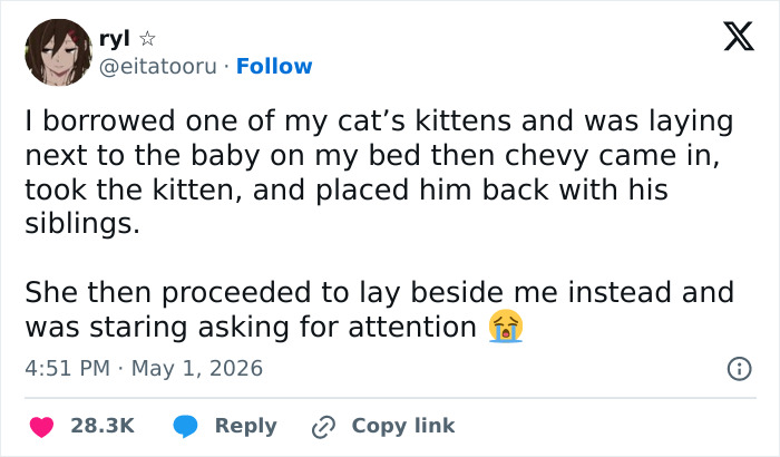 A Twitter screenshot about a cat being emotionally manipulative, removing a kitten from a bed to get attention from its owner.
