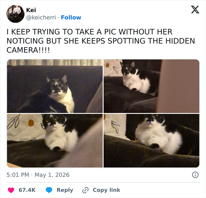 Four images of an adorable and emotionally manipulative cat in various poses on a couch, subtly aware of a hidden camera.