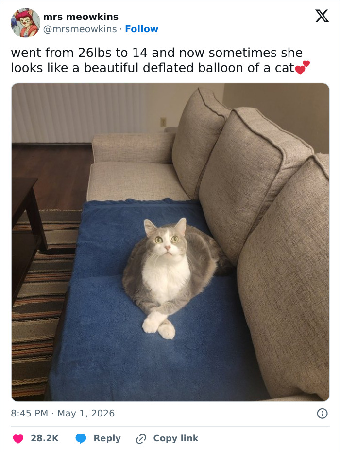 A grey and white cat, looking up, crosses its paws on a blue blanket on a sofa. This funny tweet confirms cats are adorable.