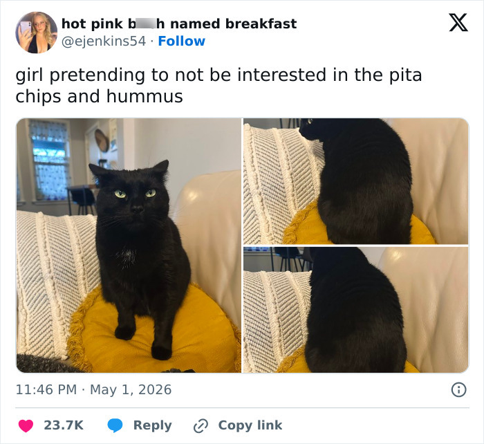 A funny tweet featuring a black cat looking away from food. This emotionally manipulative cat is adorable and weird.