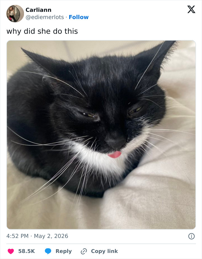 Close-up of a funny, adorable, and weird black and white cat sticking its tongue out, confirming cats are emotionally manipulative.
