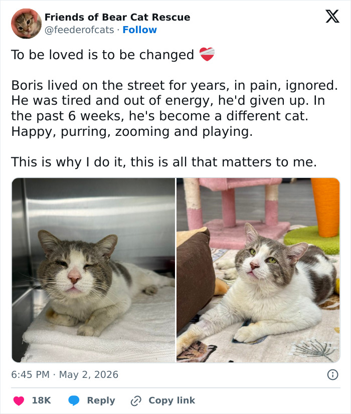 Before and after of a rescued cat: a sad, scruffy cat in a cage vs. a happy, adorable cat relaxing. A truly transformative cat.