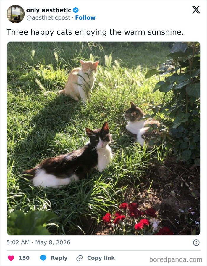 Three cats sunbathing outdoors on grass with flowers and green plants