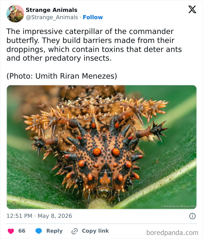 Close-up of the commander butterfly caterpillar with toxin-covered spines to deter predators