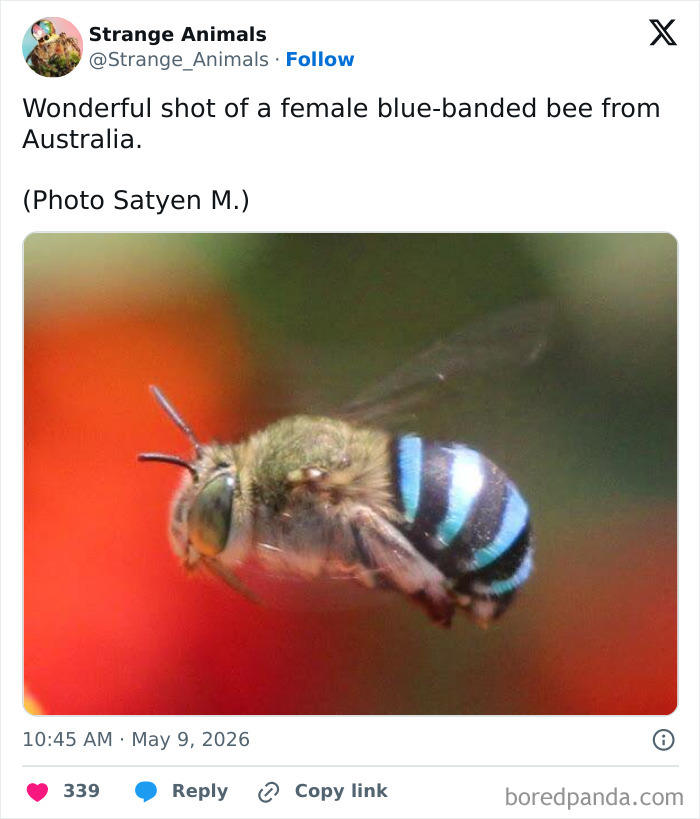Female blue-banded bee in flight with blue and black stripes from Australia