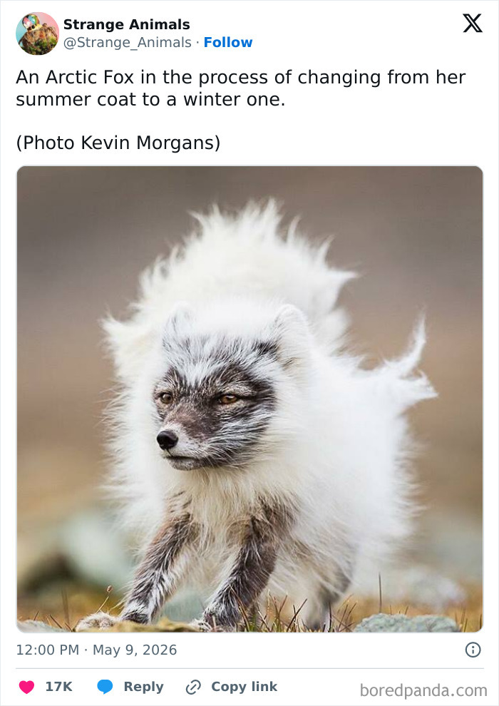 Arctic Fox changing summer coat to winter coat