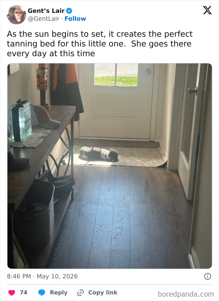 Small dog sunbathing on a mat near glass door at sunset indoors