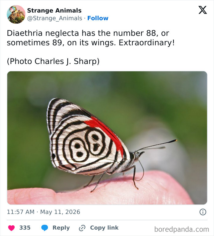 Butterfly Diaethria neglecta showing number 88 on wings perched on a finger