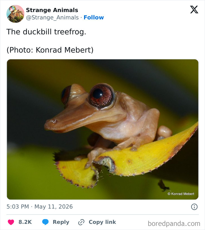 Duckbill treefrog with large eyes resting on a yellow leaf