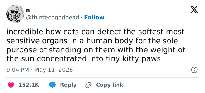 A funny tweet about cats detecting sensitive human organs to stand on. Hilarious and relatable for cat owners.