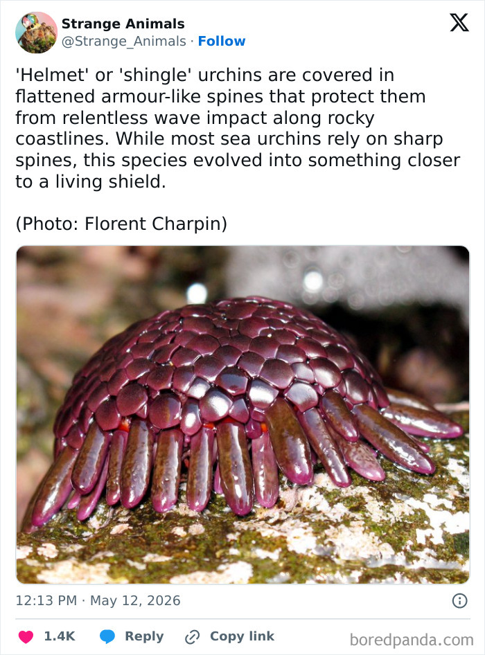 Helmet sea urchin with flattened armor-like spines on rocky coastline