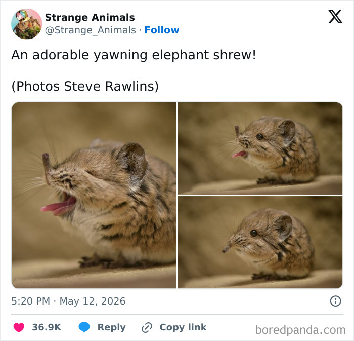Yawning elephant shrew shown in three different poses on a neutral background