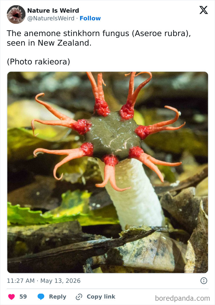 Close-up of anemone stinkhorn fungus with red tentacle-like arms in nature