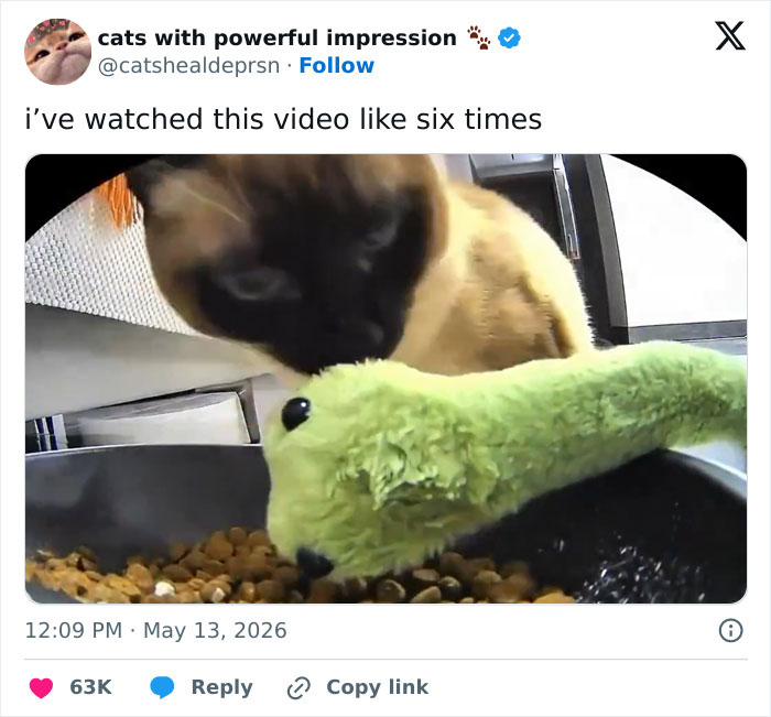 A cat, looking adorable, playfully interacts with a green worm-like cat toy, showcasing its weird and manipulative charm.