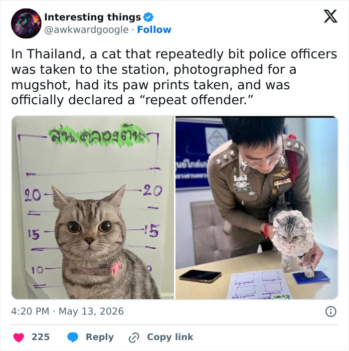 Funny tweets show a cat mugshot and paw prints being taken at a police station, highlighting how cats are weird.