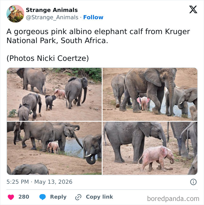 Pink albino elephant calf walking with herd in Kruger National Park, South Africa