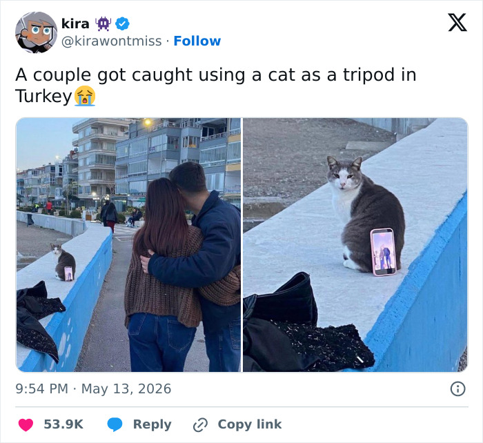 A funny cat holding a phone for a couple in Turkey, showcasing how cats can be adorable and manipulative.