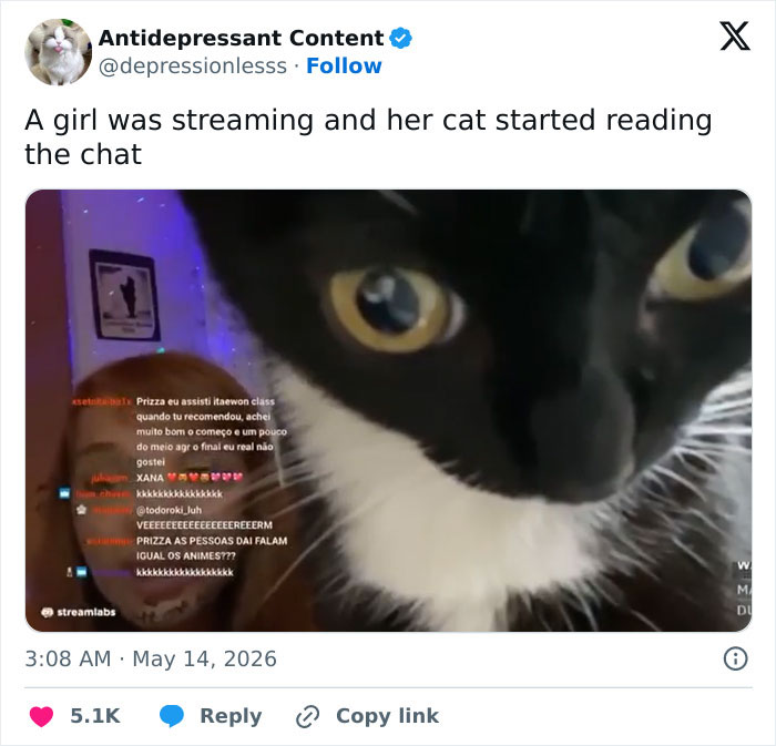 A black and white cat with wide, golden eyes looking intently at a screen, next to a girl. Cats are adorable and weird.