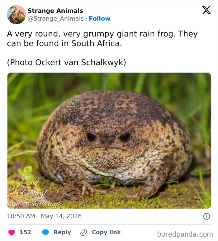 Round grumpy giant rain frog found in South Africa