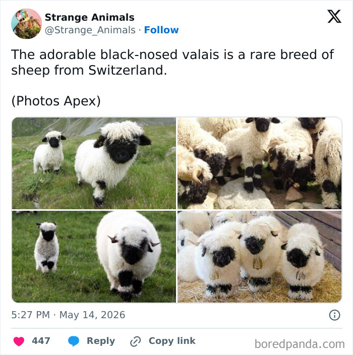 Black-nosed Valais sheep, a rare Swiss breed, shown grazing and in groups