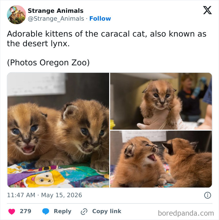 Adorable kittens of caracal cat also known as desert lynx