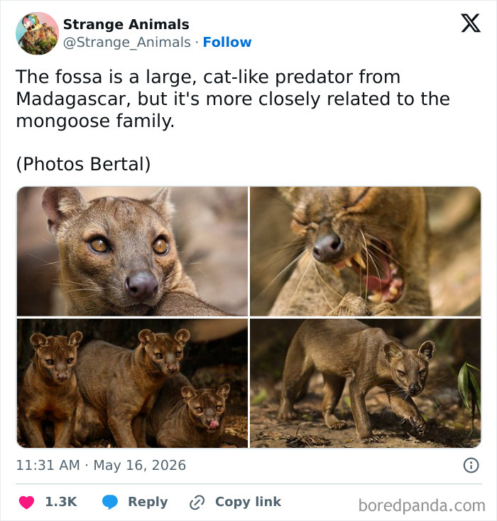 Multiple images of the fossa predator from Madagascar showing close-up faces and full-body