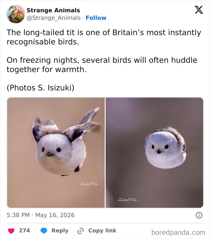 Long-tailed tit bird one of Britain's most recognizable birds