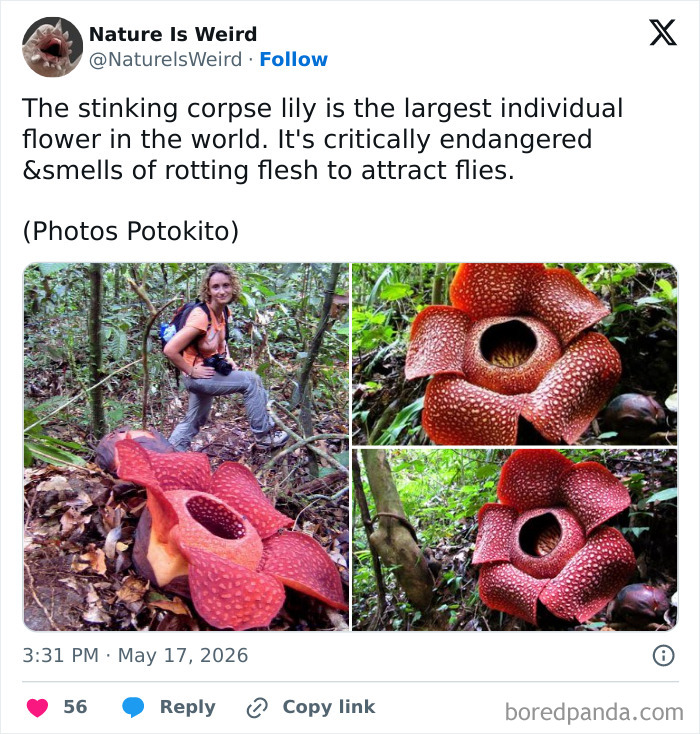 Stinking corpse lily flower largest individual flower with rotten smell nature is weird