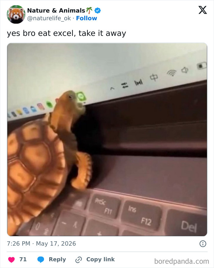 Turtle climbing laptop keyboard near Excel icon meme