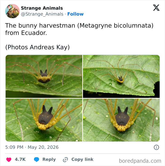 Bunny harvestman spider with long legs on green leaves