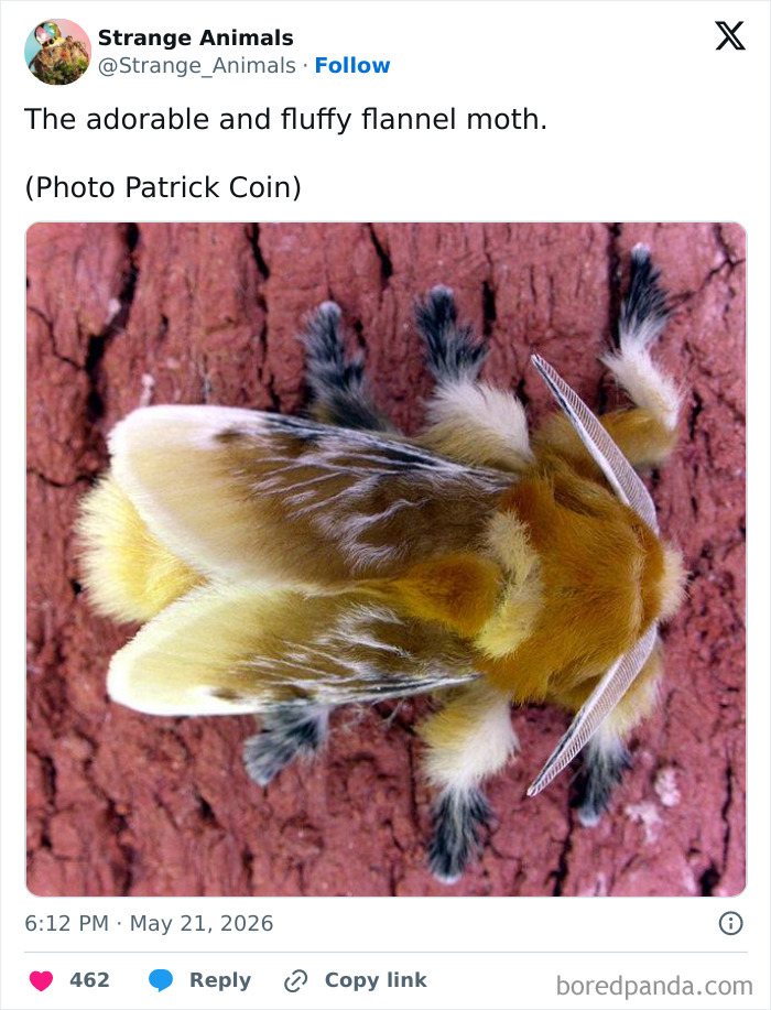 Fluffy yellow and brown flannel moth on tree bark