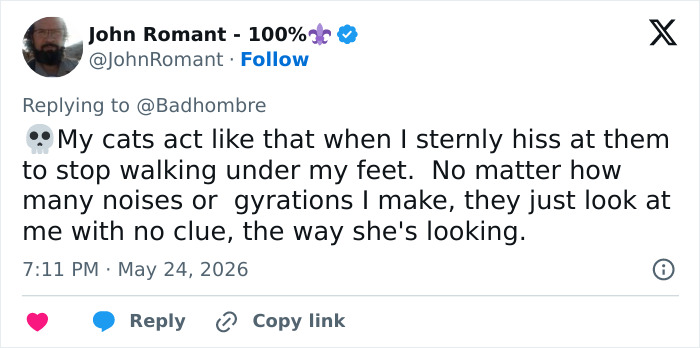 Tweet about cats ignoring stern hisses compared to a reporter's oblivious reaction