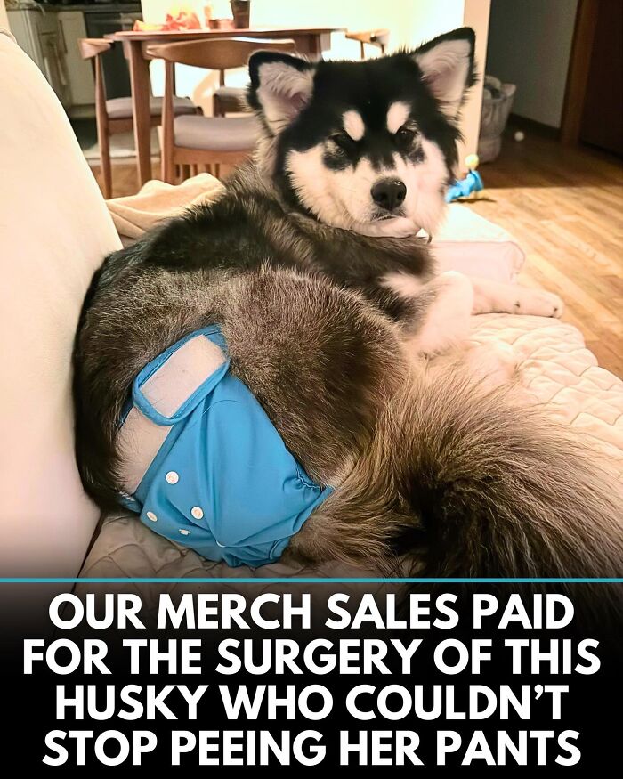 From Rescue Miracles To Emotional Reunions: 32 New Dog Stories Shared By 'We Rate Dogs'