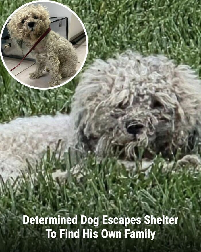 These Rescue Animal Stories From This Facebook Page Are Breaking Hearts And Restoring Faith In Humanity (31 Stories)