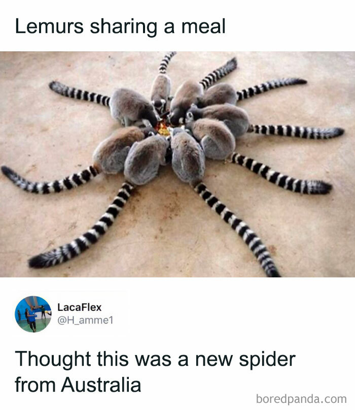 Lemurs sharing a meal mistaken for a spider in funny animal meme