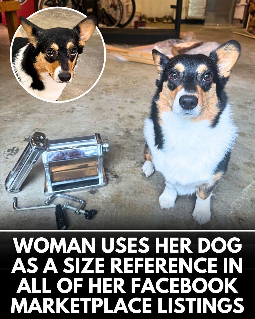30 Heartwarming Dog Stories That Prove Kindness Still Exists In The World