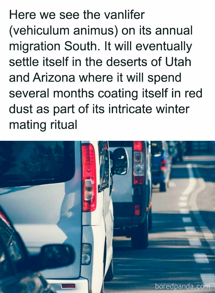 A line of white vans on a road, resembling a migration. This meme highlights the reality of living out of a van, or homelessness.