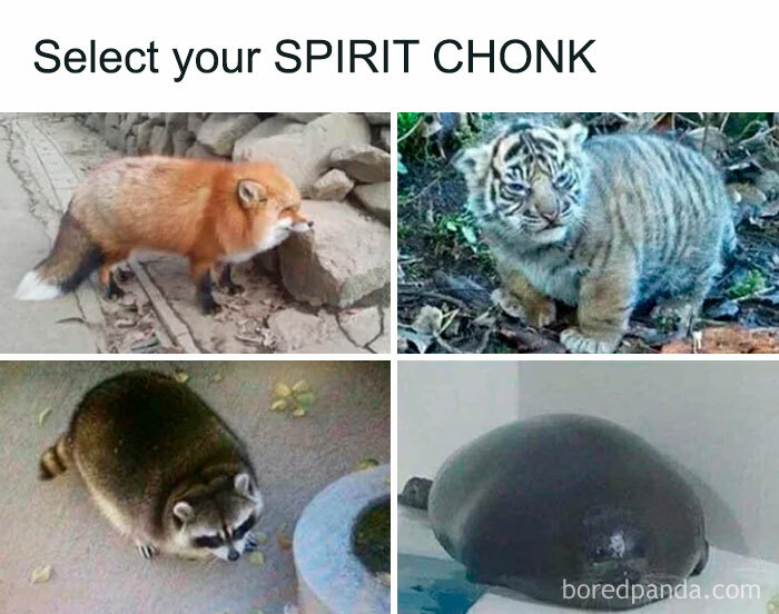 Chubby animals meme showing fox raccoon tiger and seal