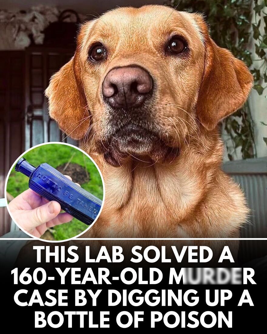 30 Heartwarming Dog Stories That Prove Kindness Still Exists In The World