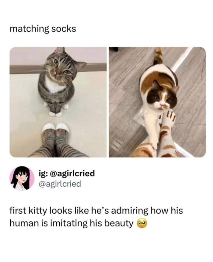 Wholesome-Memes-Memeuplift