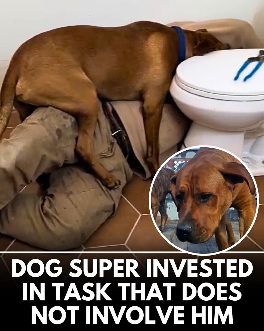 30 Heartwarming Dog Stories That Prove Kindness Still Exists In The World