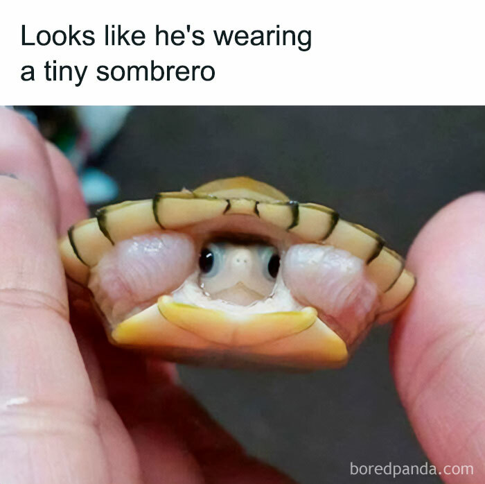 Tiny turtle looking like wearing a tiny somberero hat meme