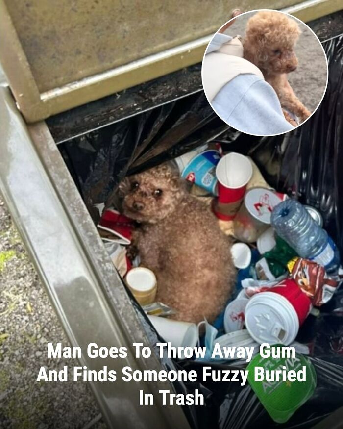 These Rescue Animal Stories From This Facebook Page Are Breaking Hearts And Restoring Faith In Humanity (31 Stories)