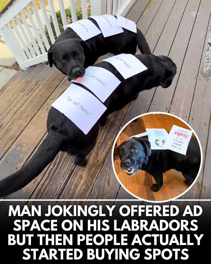From Rescue Miracles To Emotional Reunions: 32 New Dog Stories Shared By 'We Rate Dogs'