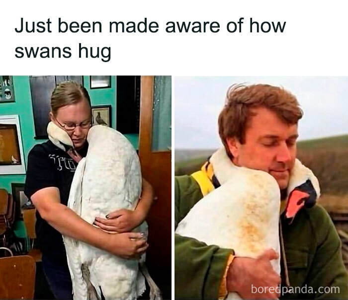 Person hugging a swan showing how swans hug people