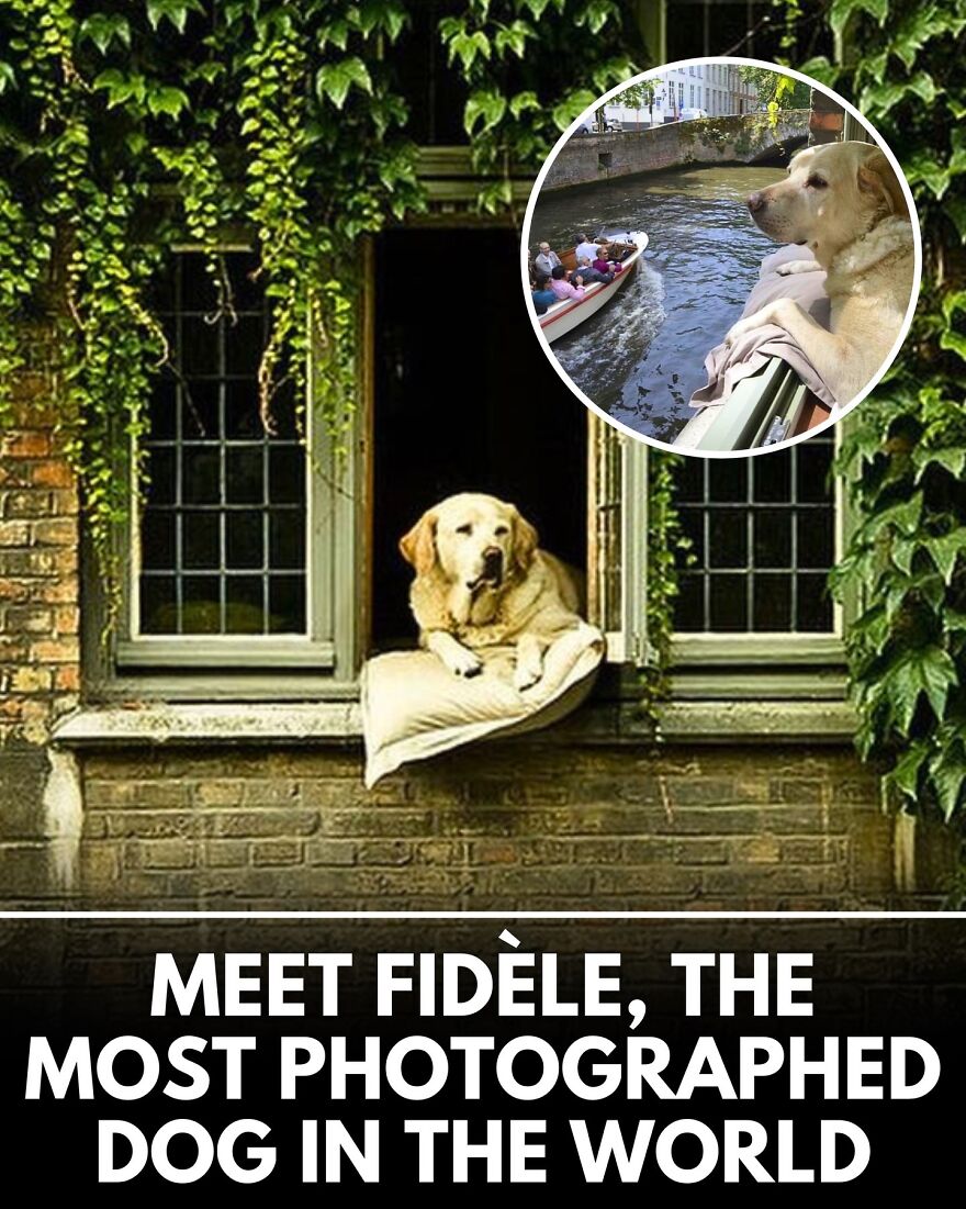 30 Heartwarming Dog Stories That Prove Kindness Still Exists In The World