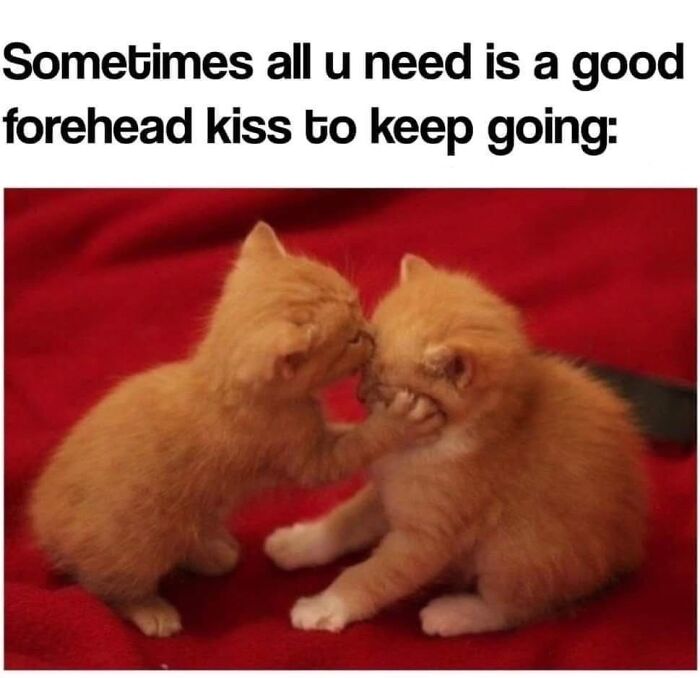 Wholesome-Memes-Memeuplift